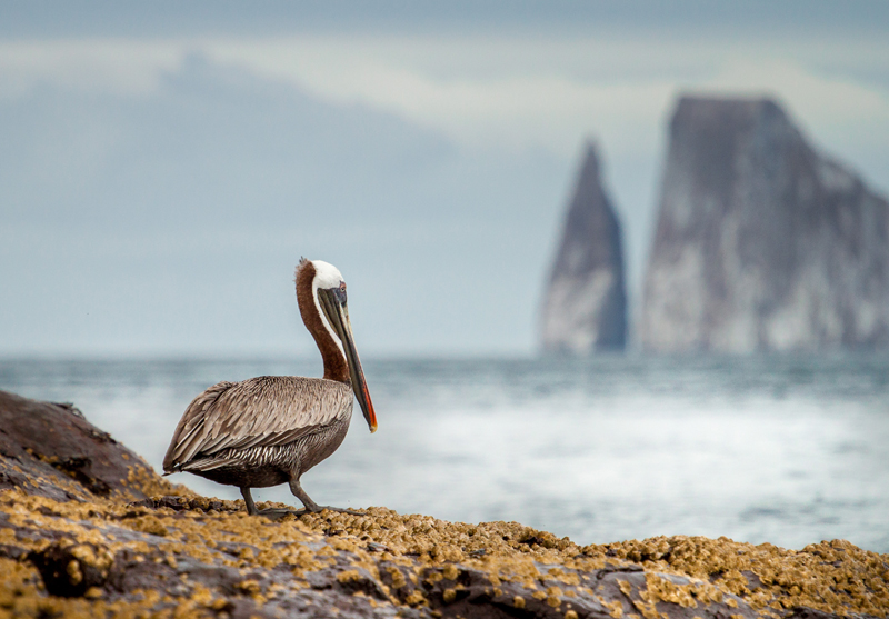 a picture of a bird on a rock by the sea