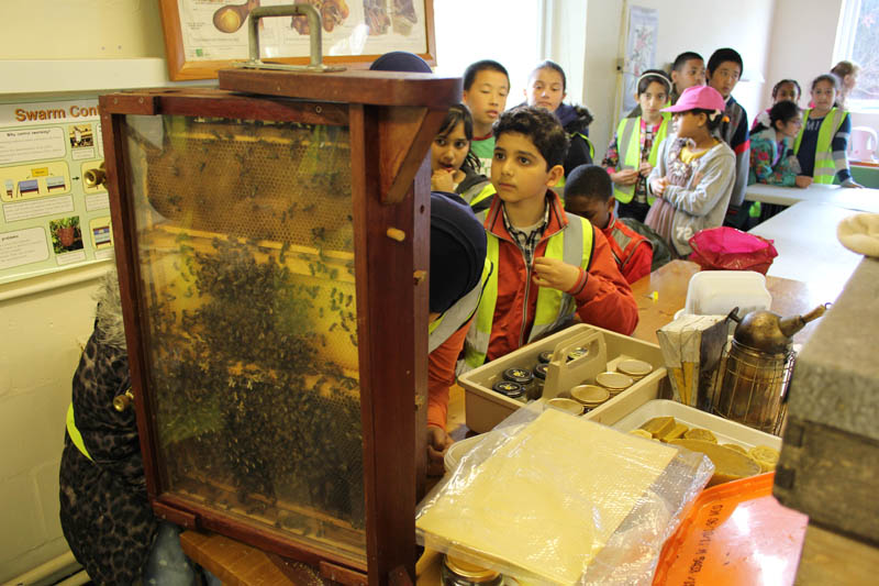 a picture of a group of young students looking at bees