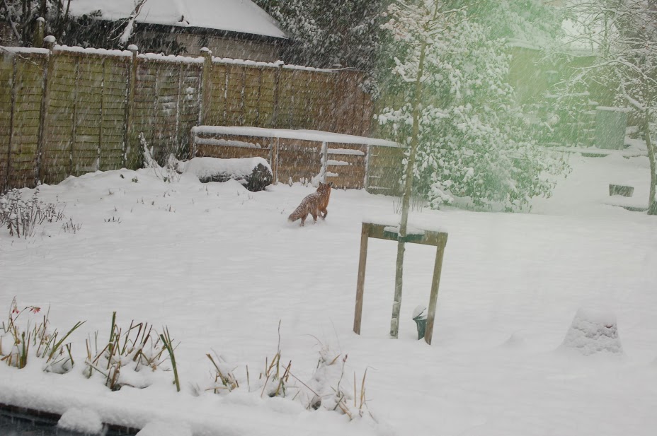 a picture of a fox in the snow
