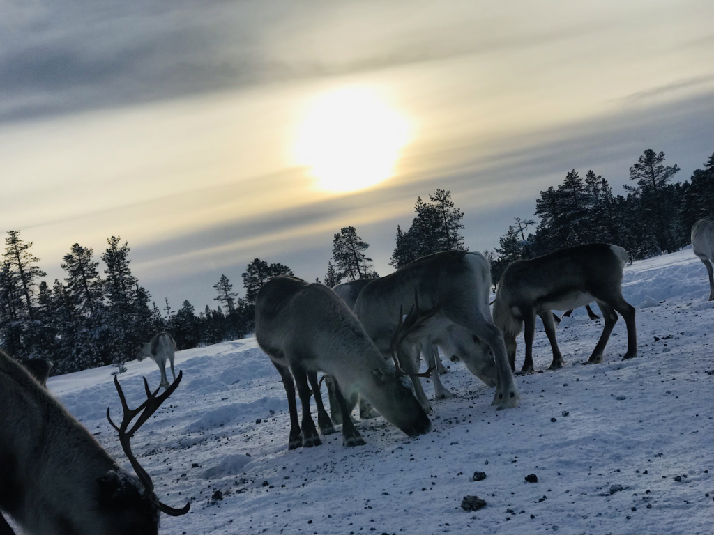a picture of a group of reindeers